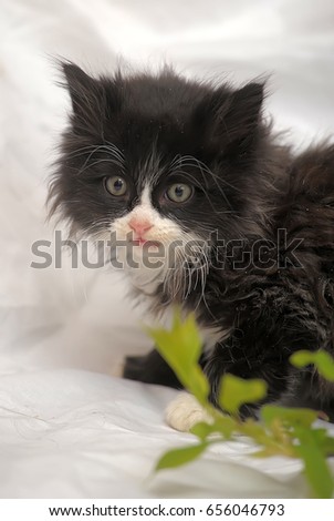 Black with white fluffy kitten on white background and twig with green leaves