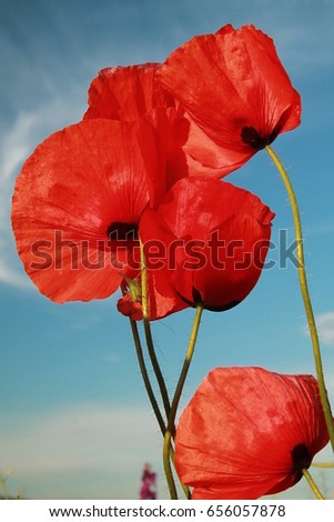 Poppies in the Sky