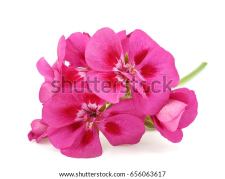 Pink flower of Geranium, Pelargonium, Geraniaceae on white background Royalty-Free Stock Photo #656063617
