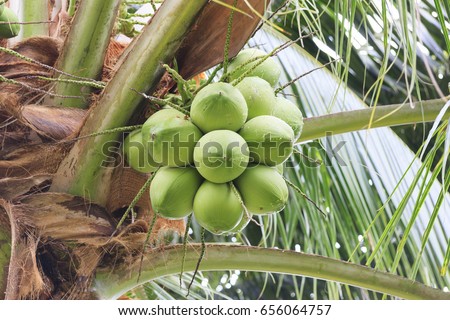 Asian Palmyra palm, Toddy palm, Sugar palm