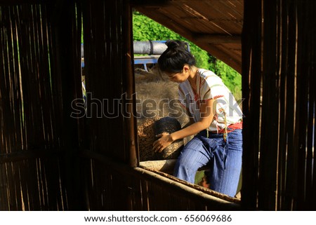cute woman Mahout take care and play with her elephant at wooden hurt