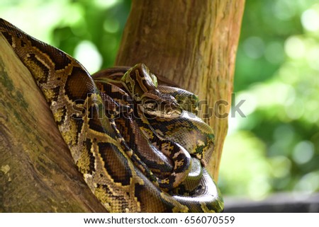 Large close up of powerful Burmese python snake sleeping on the tree branch