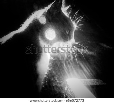 A digitally manipulated, black and white photograph of a cat basking in the sun in Brisbane, Australia. 