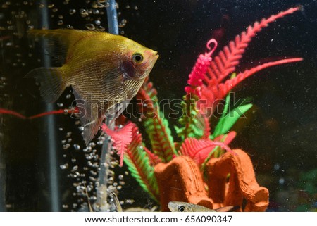 Fresh water aquarium tank with fishes and decorative plants