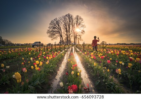 This is a photograph of a man taking sunset pictures in a tulip field.