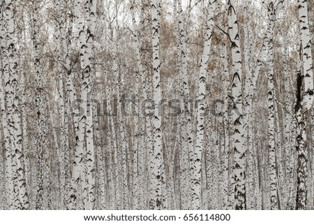 Birch forest winter landscape