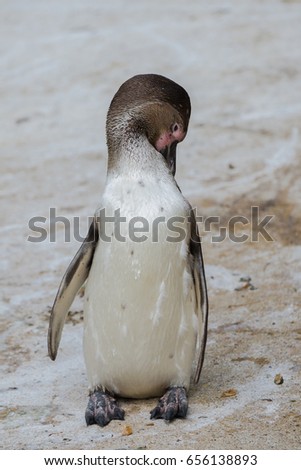     Humboldt penguin, funny attitude 