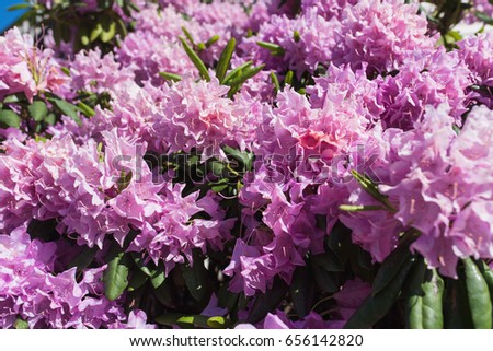 Bright pink flowers blooming in the summer sun. Floral background texture