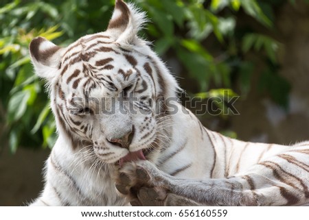 White bengalensis tiger close up portrait licking paw