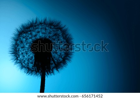 Silhouette of a dandelion on blue background