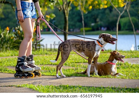 woman's legs, roller skates and dogs on a park on a sunshine day
