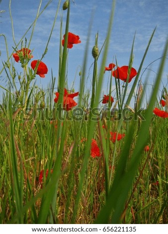 macro photo with landscape summer background rural fields of grain with vivid flowers poppies with petals red hue as the source for design, advertising, decoration, poster, photo shop