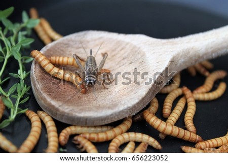 insects in a pan on a wooden cooking spoon, ready for frying/preparation of an unusual  meal, insect food rich in proteins/meal worms an alternative food, cheap and healthy diet of the future 