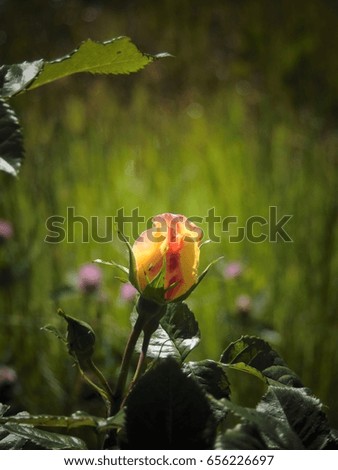 macro photos with landscape background summer Sunny day, with a beautiful Bud of a Rose flower with green leaves, as the source for design, advertising, decoration, print, photo shop