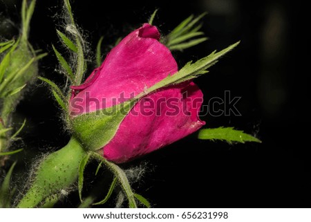 A rose flower with bright red petals starts to blossom. On a dark background with green leaves. Macro