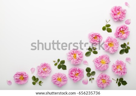 Border of pink damask roses and green leaves on white background. Flat lay, top view.