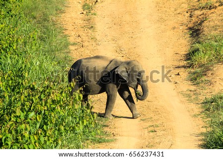 Young Asian Elephant in the National Park while walking and eating