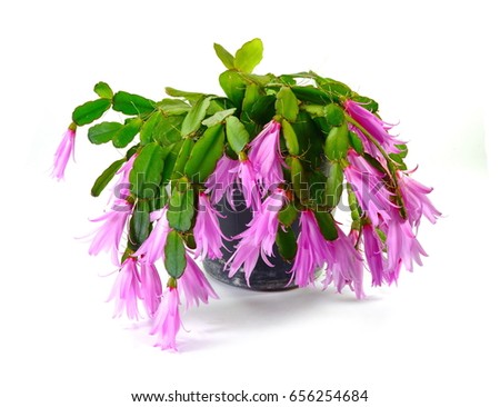 Christmas cactus (Schlumbergera) in pot isolated on white background