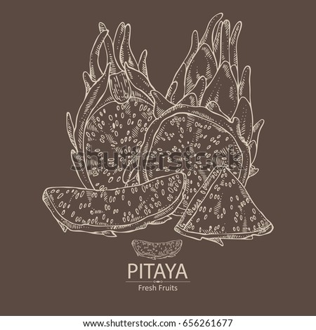 Pitaya fruit: fruit and pitaya slice. Dragon fruit. Vector hand drawn illustration.