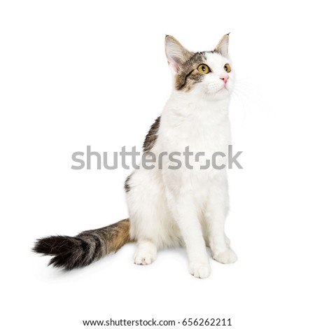 Pretty adult cat with brown, black and white fur sitting to the side and looking up