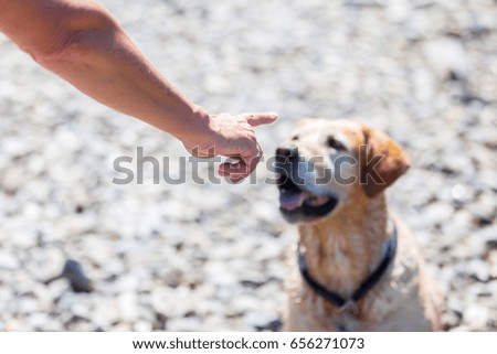 female hand gives command to a labrador retriever