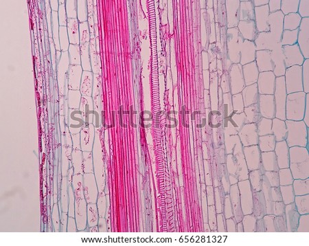 Plant vascular tissue under microscope view. Royalty-Free Stock Photo #656281327