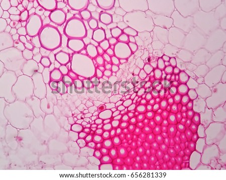 Plant vascular tissue under microscope view. Royalty-Free Stock Photo #656281339