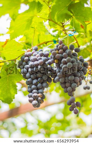 Hand catch black grape in the farm and green leave of grape. Horizontal picture.