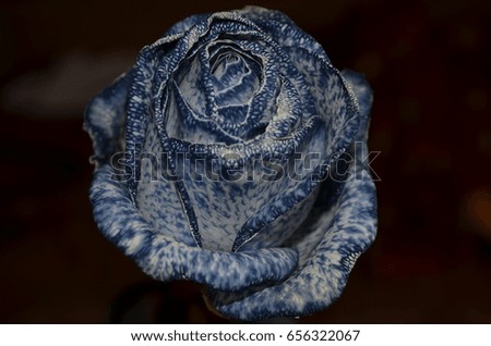 White rose with black capillaries
