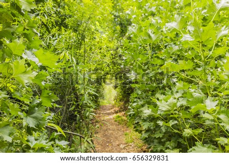 Forest background with a hiking trail.