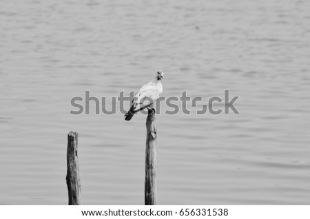 Lonely bird stand alone on timber