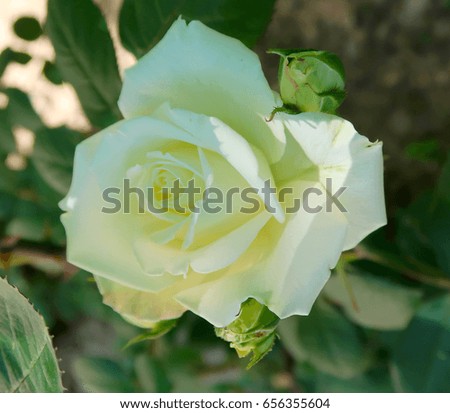 Light rose in nature