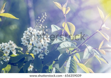 Spring greeting card, blossom bird cherry. Close-up of a turtle branch, brightly lit against the sky. Flowering bird-cherry tree isolated. bird cherry flowers in sunny day, close-up