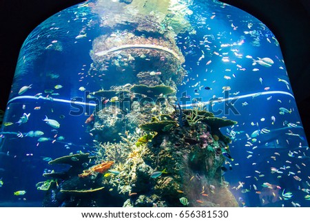 Artificial Reef tank, SEA Aquarium