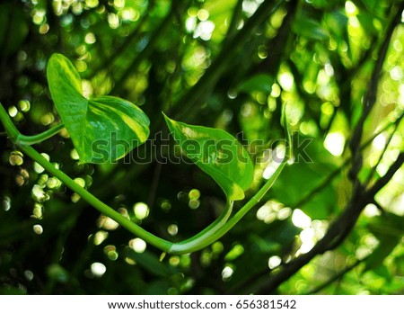 creeping plant leaves close-up soft selective focus under natural sunlight outdoor with green plant blur in picture background 