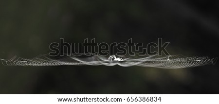 white spider web in dark