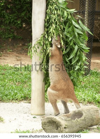 Hungry kangaroo