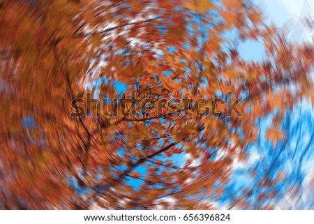 Blur background of autumn leaves