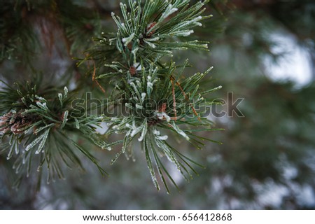 Beautiful winter snow-covered coniferous forest, Saratov, Russia. Firs, birches, branches of trees, pine needles in snow and in frost.