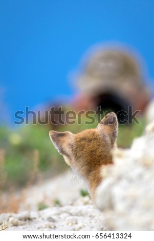 Curious Cute Fox.