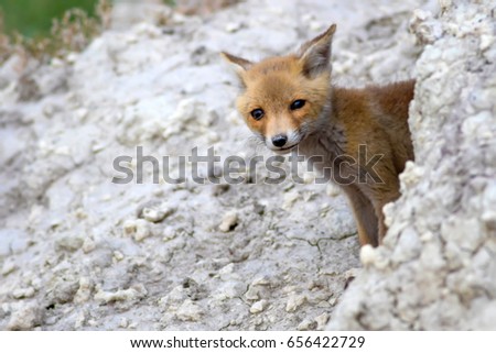 Cute Fox. Blue, green, white nature Background