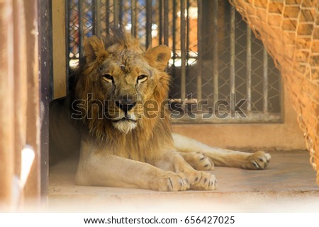 Male Lion in the zoo