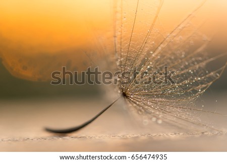 Beautiful shiny dew drops on a dandelion seed. Close-up macro. Sparkling bokeh. Water drops on a parachutes dandelion on a beautiful blue background. Soft dreamy tender artistic image