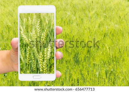 Man use mobile phone, wheat fields as background.