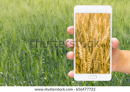 Man use mobile phone, wheat fields as background.