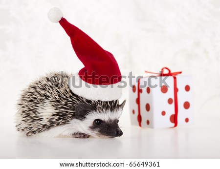 Hedgehog christmas, Santa Claus