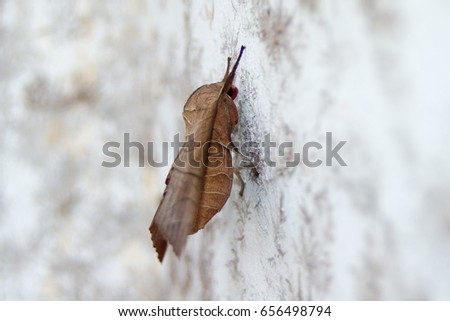 Moths on a cement wall