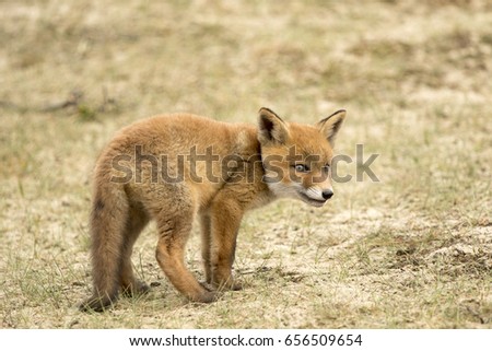 Young Red Fox Standing on the Grass 
