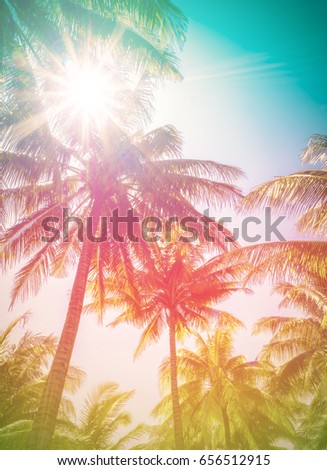 Tropical coconut or palm trees with sunlight  background. For Holiday travel design. Toned pastel effect