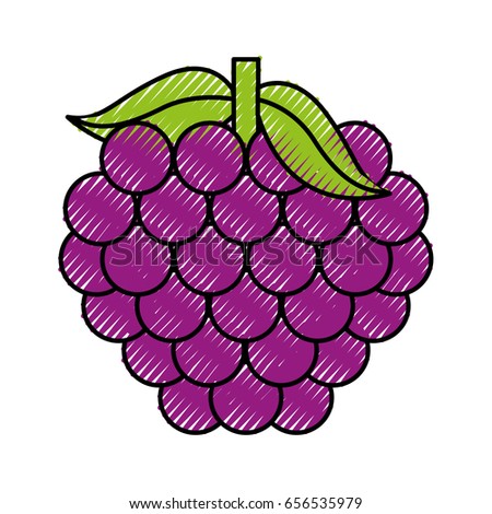 grapes fresh fruit isolated icon